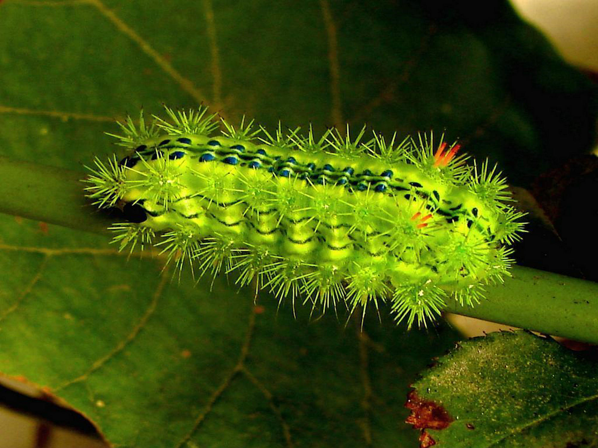 农村这种害虫洋辣子你吃过吗