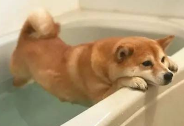 主人准备给狗子洗澡,只是一个转身的时间,就看到了这一幕!