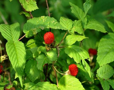 乡下这种野果,俗称"插秧泡",如今30元一斤成发财果!