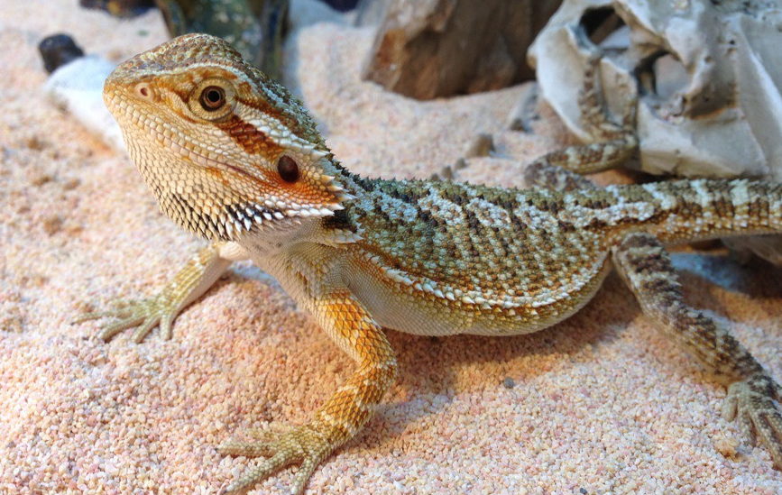 如果我们想养宠物蜥蜴的话,应该去养哪一种蜥蜴会比较好?