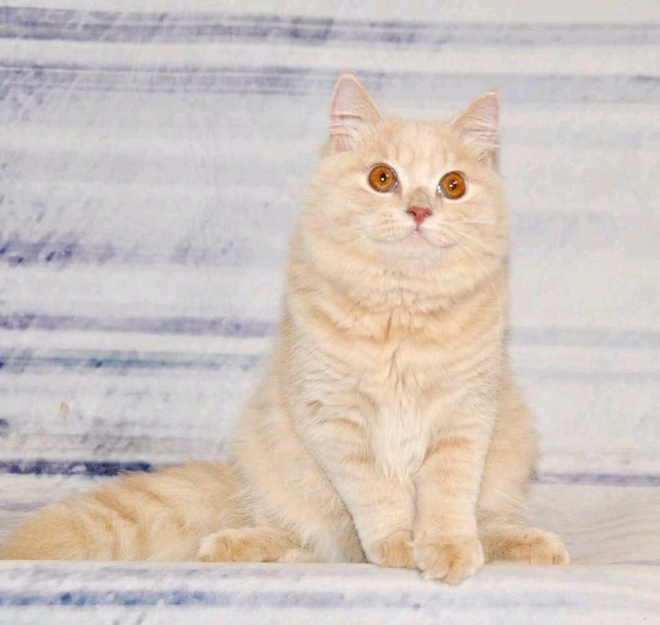 乳色橘猫,你是我的梦想!