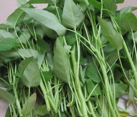 过河菜是什么蔬菜呀