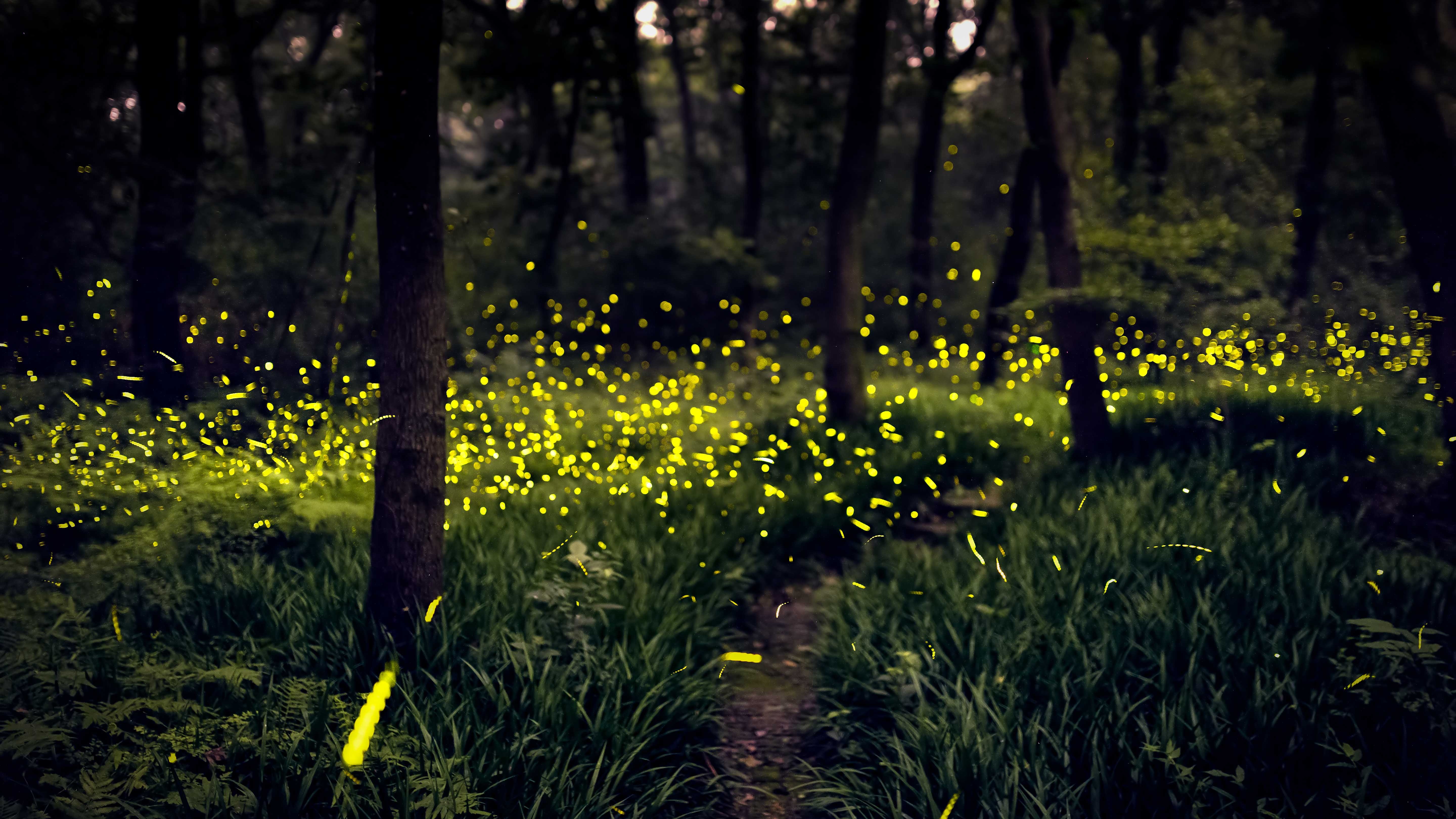 在路旁,草丛中 ,成千上万的萤火虫翩翩飞舞,萤光闪烁,蔚为壮观,尤如"