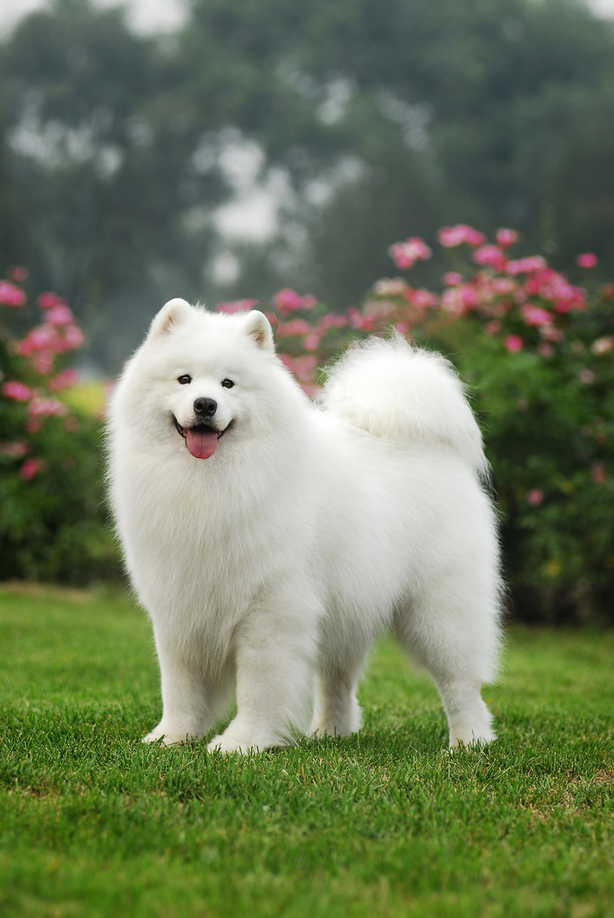 网友4:国外有一只美国比特牛梗chief,为了保护主人