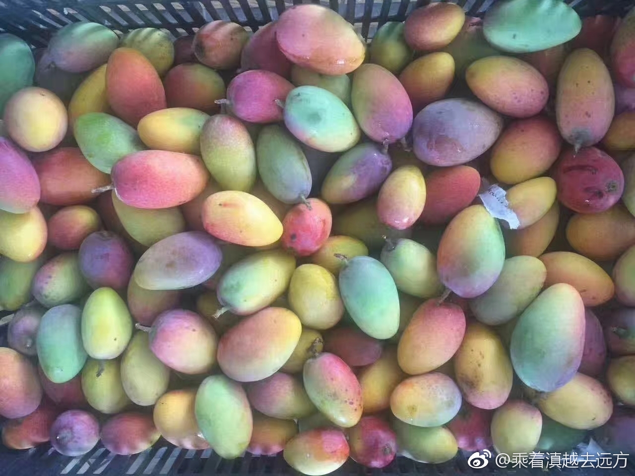 小金凤颜色给漂亮