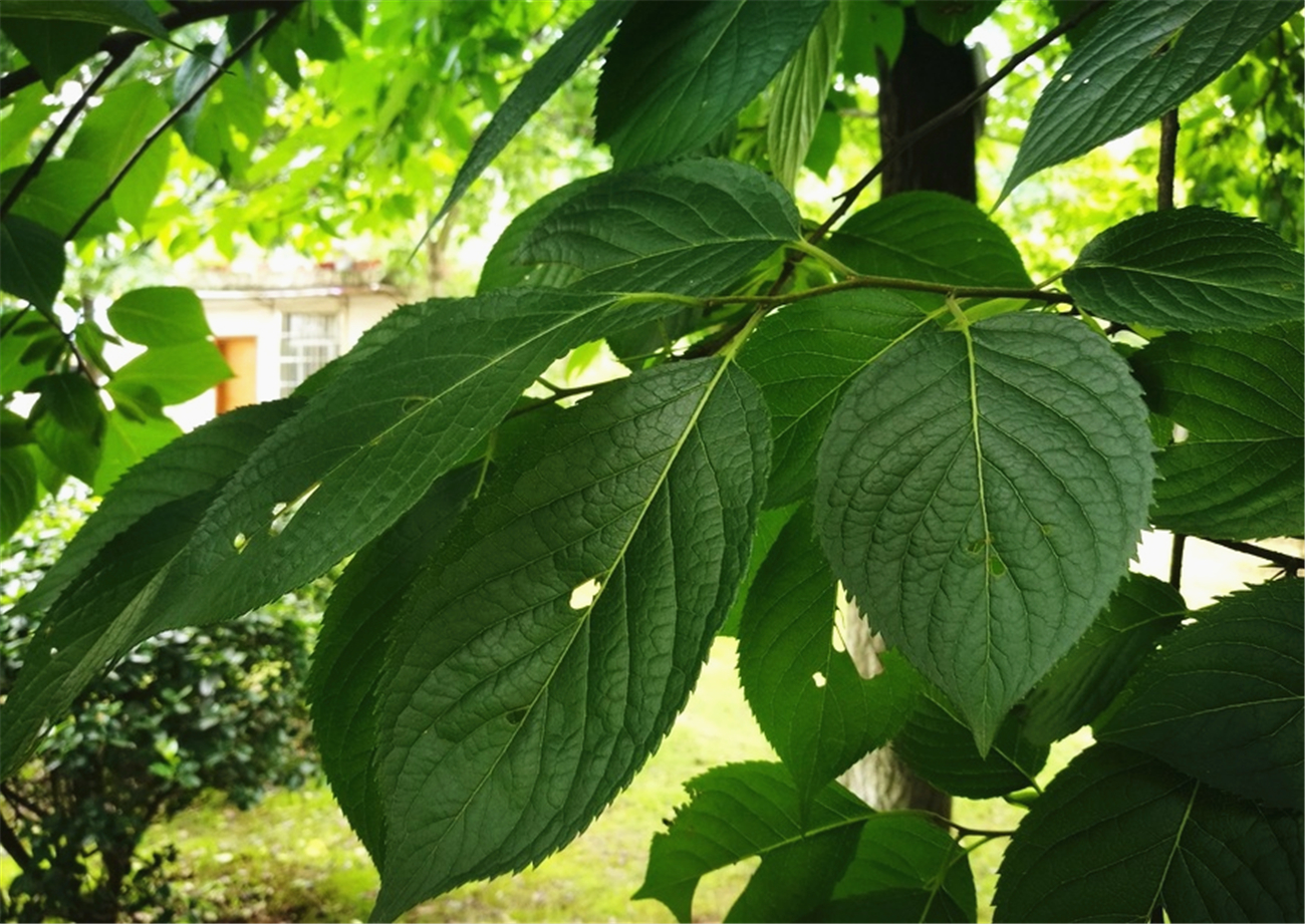 乡村的"丝棉树",树皮是滋补药材,许多人都不认识