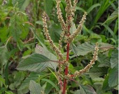 乡下这种常见的野草,人称"母猪刺",浑身是刺,却能治胆结石!