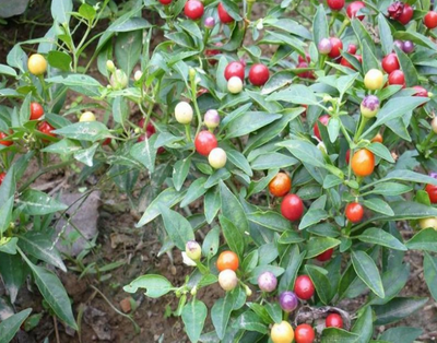 农民种植这种"假樱桃",其实它是一种辣椒,售价堪比猪肉!