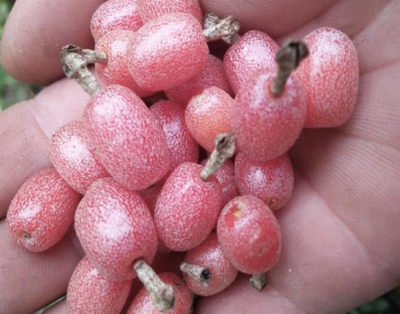 羊奶果具有很高的食用价值,羊奶果成熟以后果实为鲜红色,果肉可以鲜食