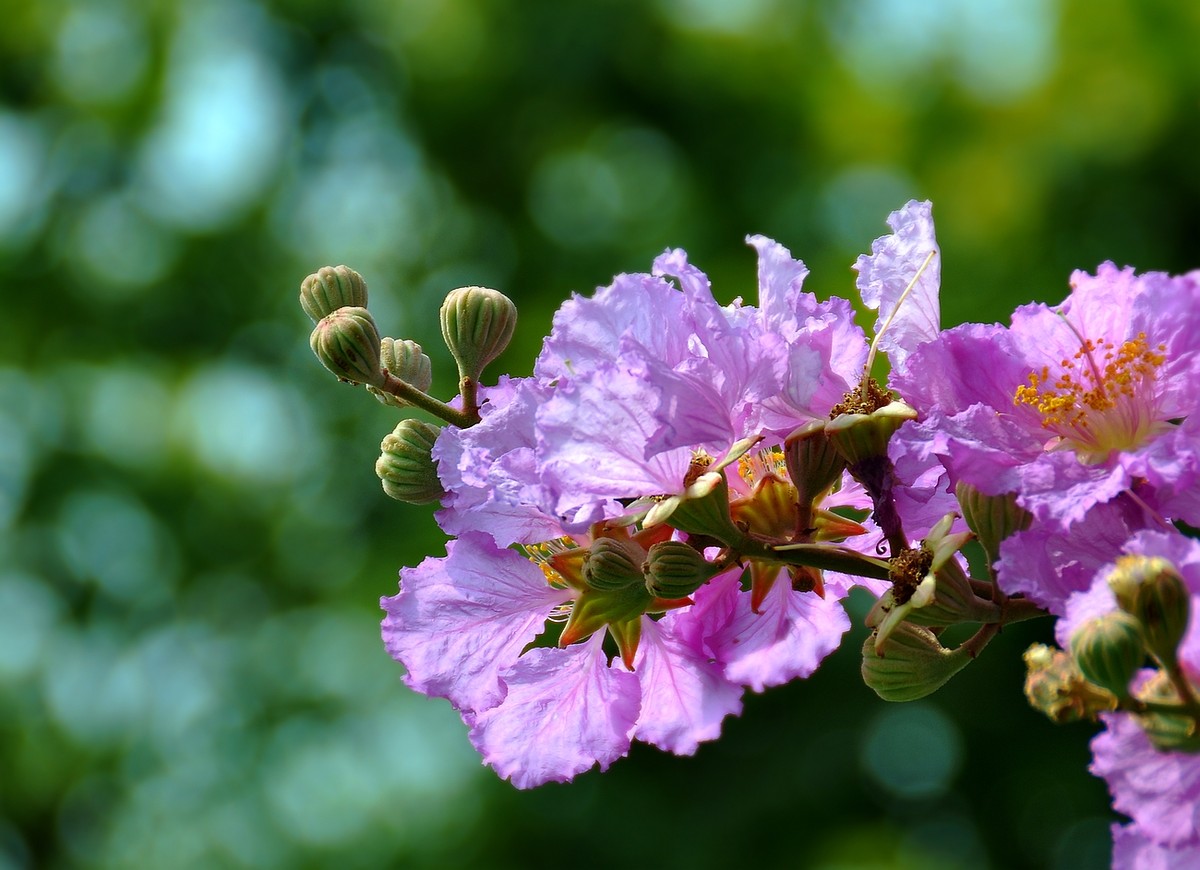 大叶紫薇花开了,粉紫色的花美到你的心里去