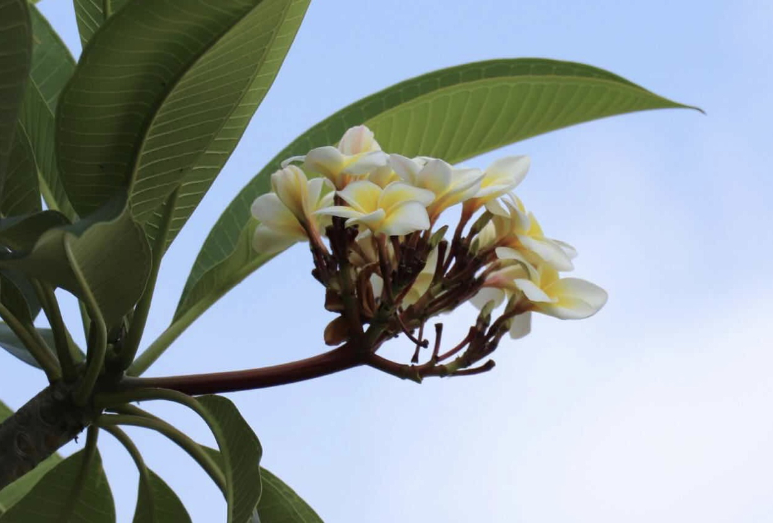 鸡蛋花!别名:缅栀子