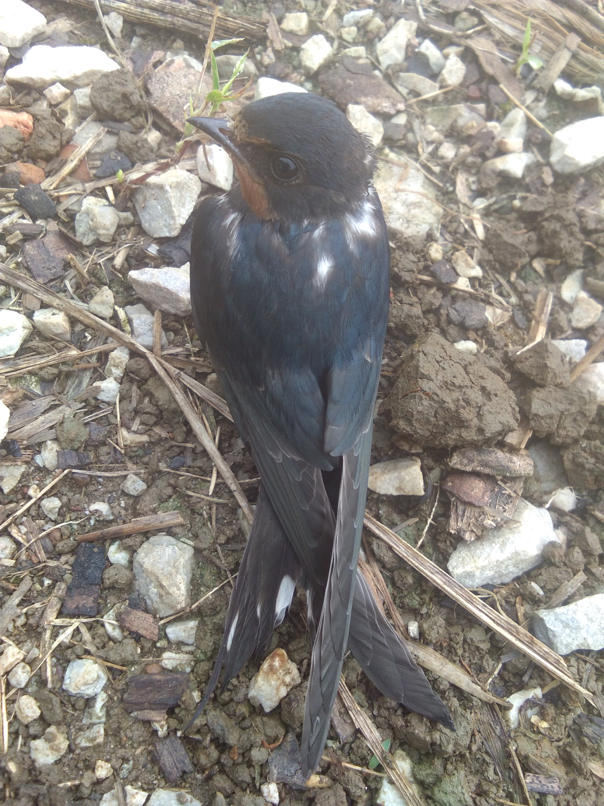 这只燕子是金丝燕吗?它好像受伤了掉在地上飞不起来