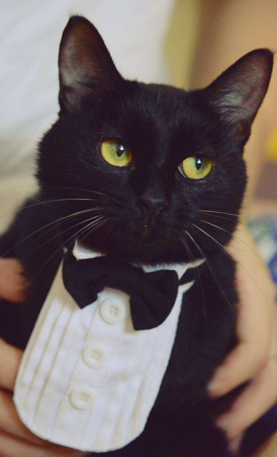 网友太闲把猫咪打扮成萝莉,女仆,管家造型之后简直笑到扶墙走!