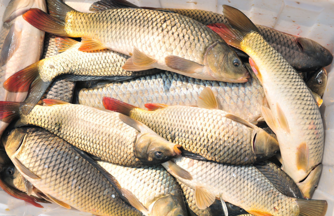 农村河里最常见的4种鱼,图一红烧最好吃,图二是看见就跑