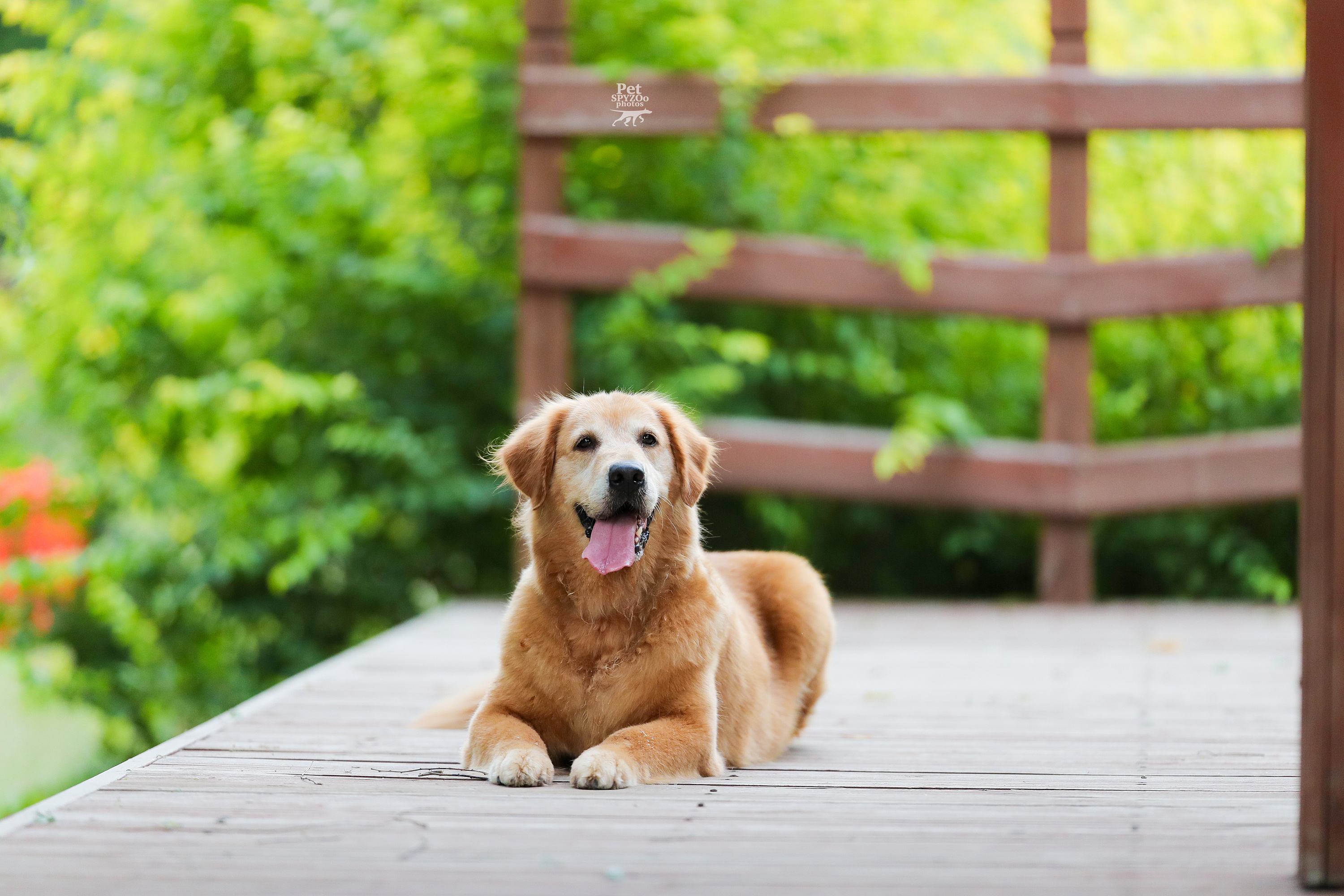 主人为了出去玩,就给金毛倒了红酒,金毛喝完呼呼大睡