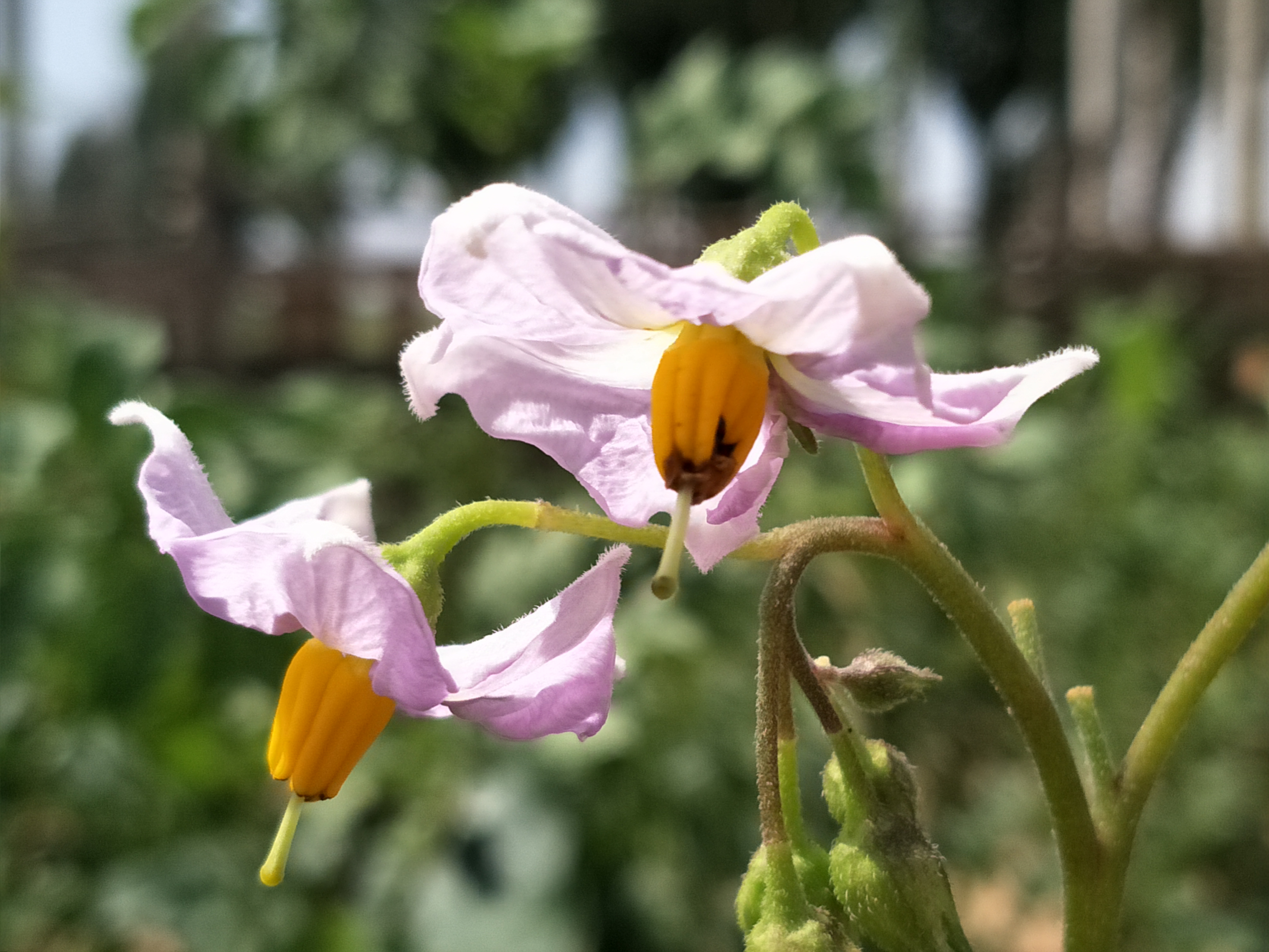 洋芋花,朴素淡雅