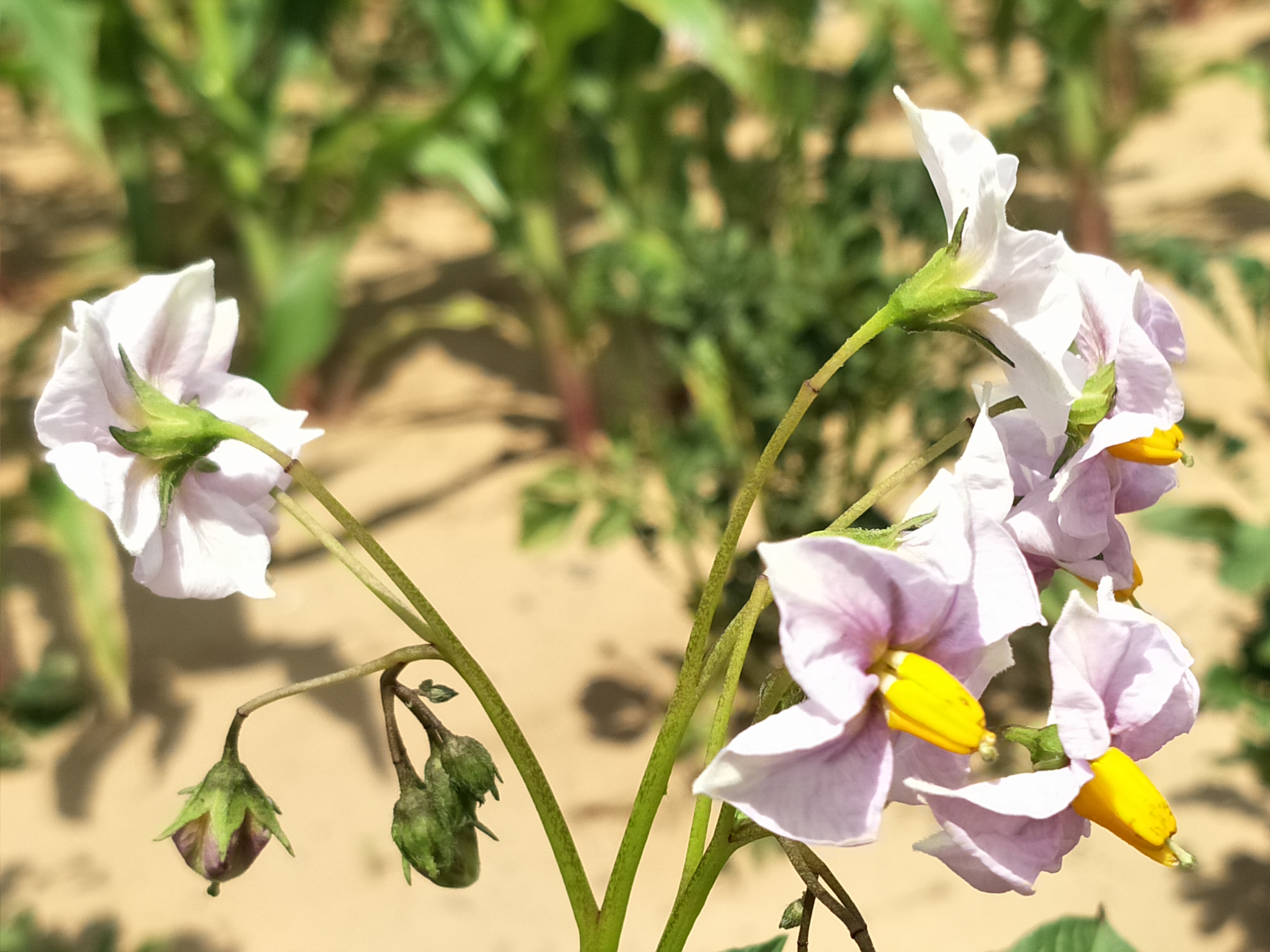 洋芋花,朴素淡雅