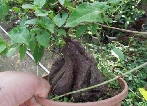 何首乌块根是一种好中药,平时可用来泡酒,泡菜,炖汤,有补肝肾,益精血