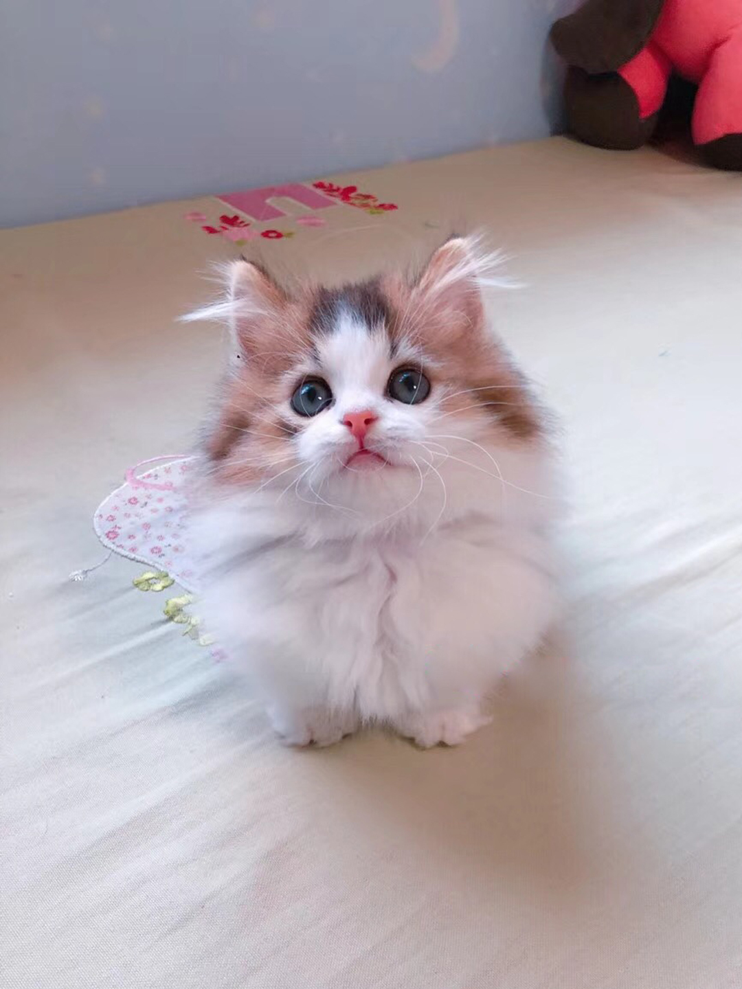 3个月大的小奶猫长这样?太可爱这模样要萌炸了,好想抱走撸