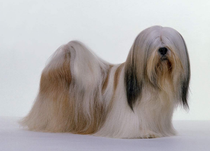 世界上毛最长的狗狗,你几乎看不见它的眼睛,你认识它吗?