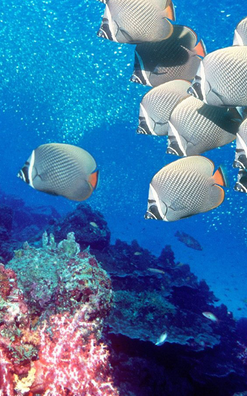 生机勃勃的海底世界