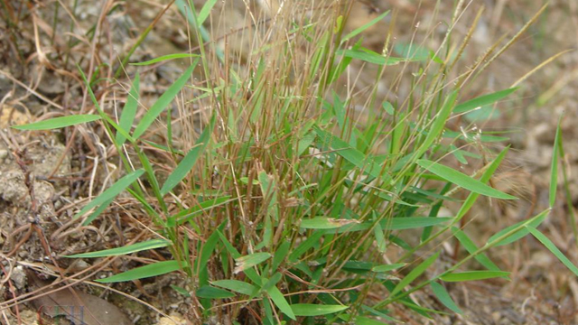 金丝草的功效与作用 注意事项有哪些