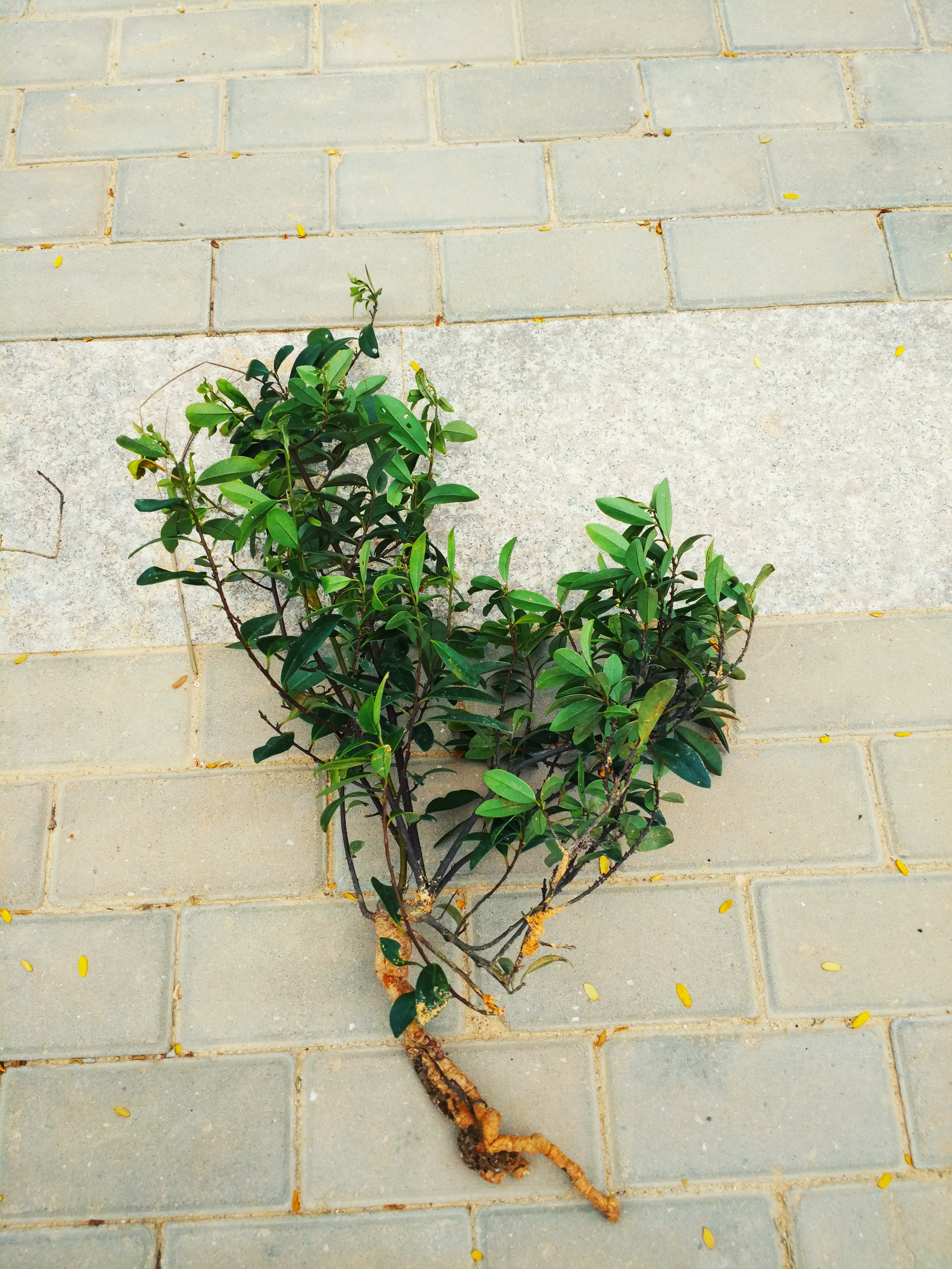 桃金娘科的几个小树桩合在一起做盆景是不是挺可爱,你觉得怎样?