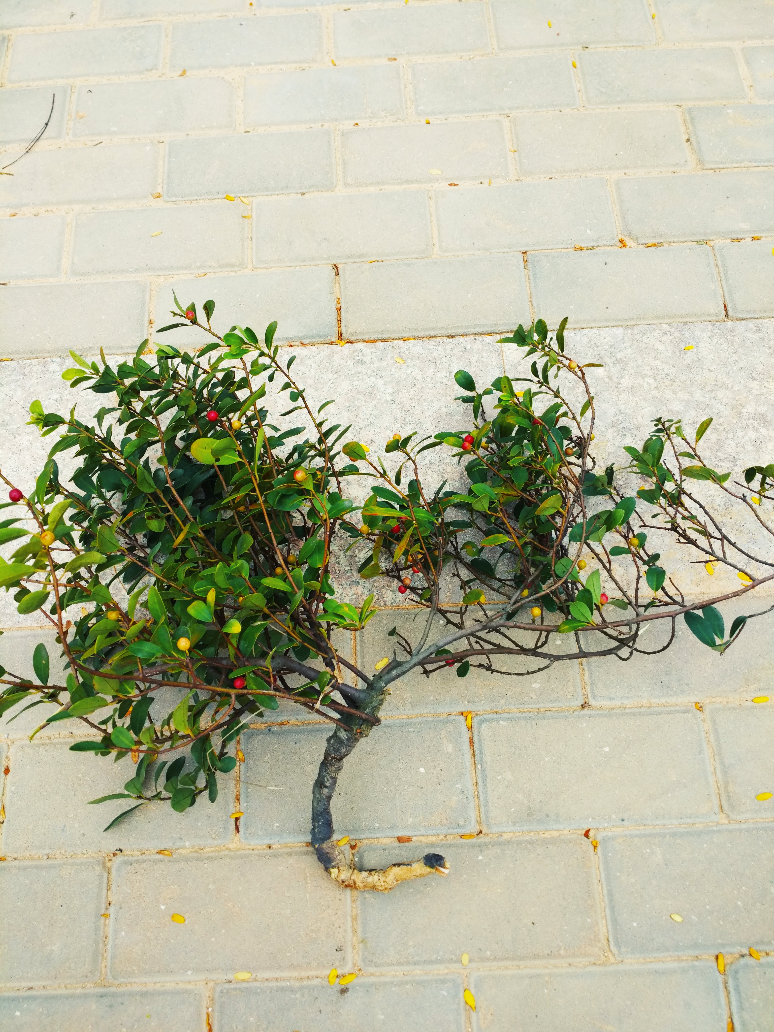 桃金娘科的几个小树桩合在一起做盆景是不是挺可爱,你觉得怎样?