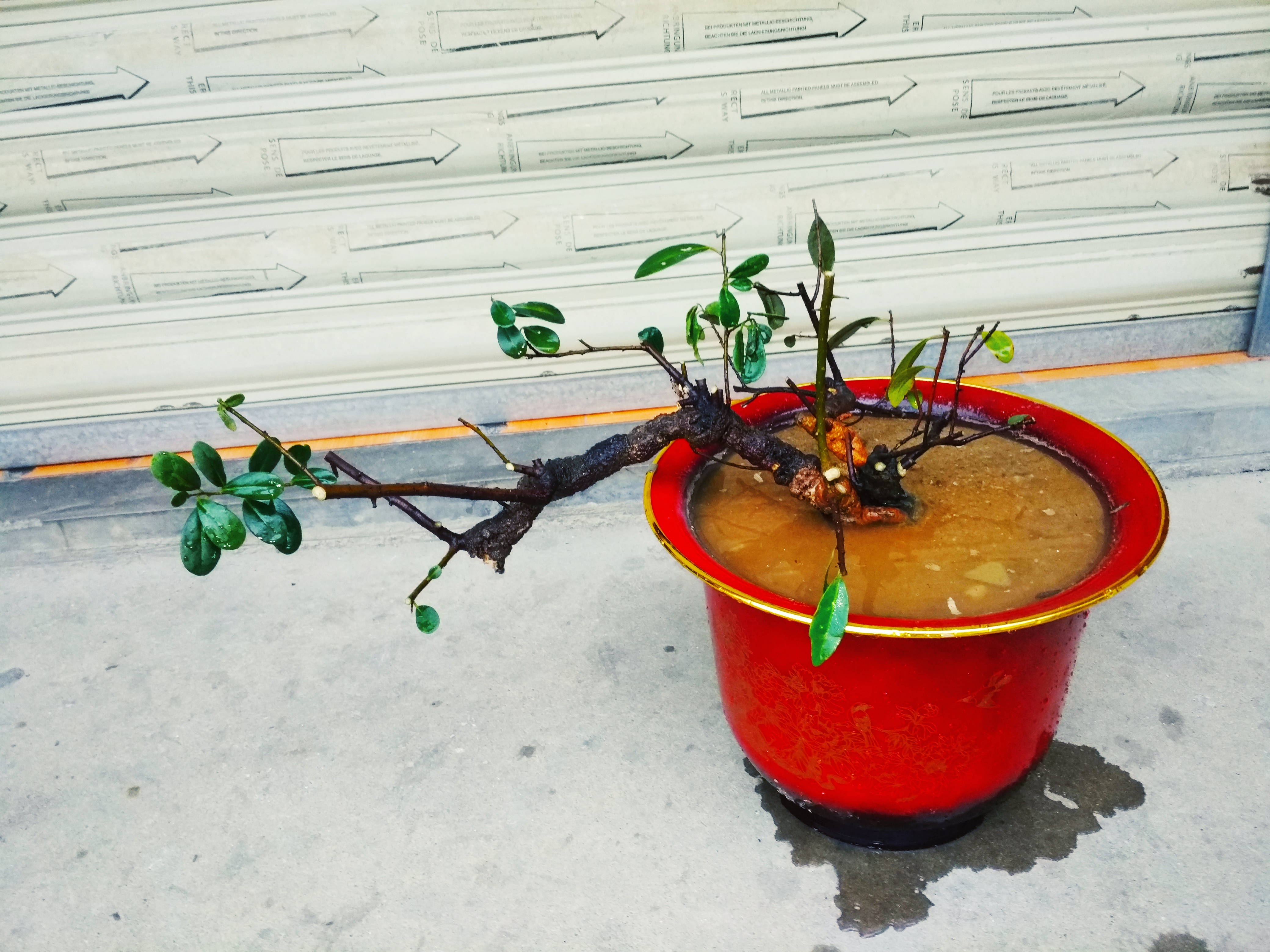 桃金娘科的几个小树桩合在一起做盆景是不是挺可爱,你觉得怎样?