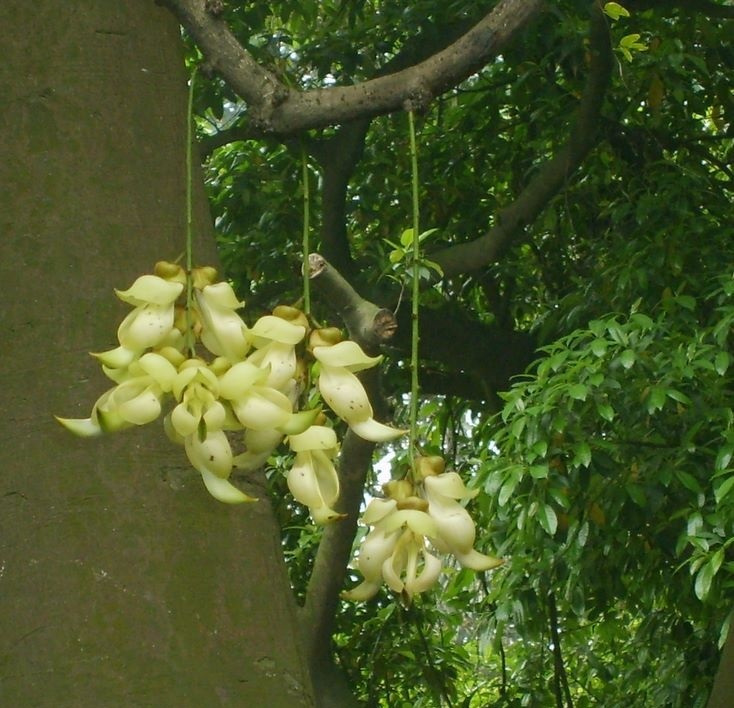 农村这种树,果实可以当做面条吃,但是树干却有剧毒!