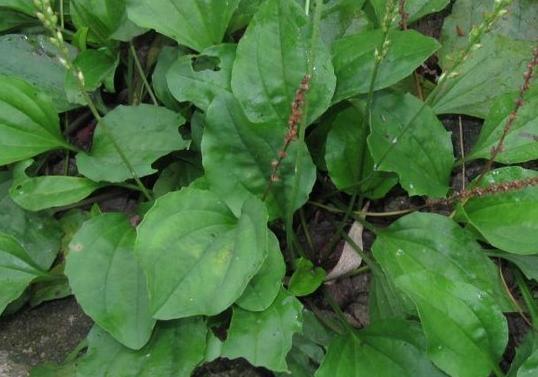 这菜不止好吃,而且还有很高的药用价值,不知道你的家乡有吗?