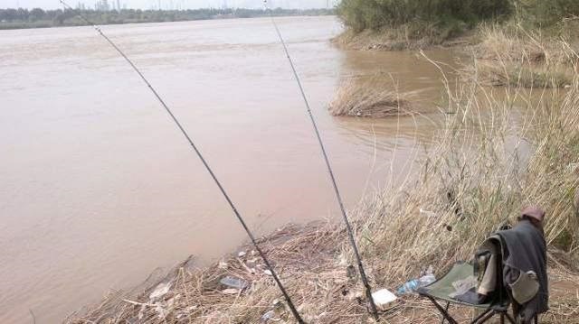 黄河支流野钓,海竿加挂蚯蚓,黄颡鱼一条接一条