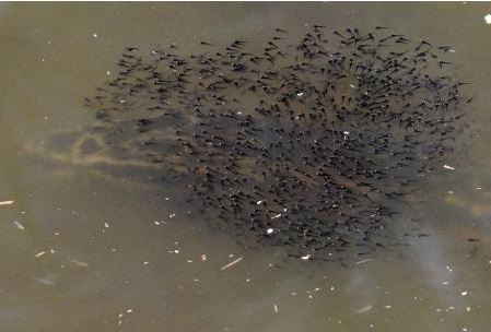 黑鱼护崽之时,也是最佳出钓时间,轻松爆护归来!