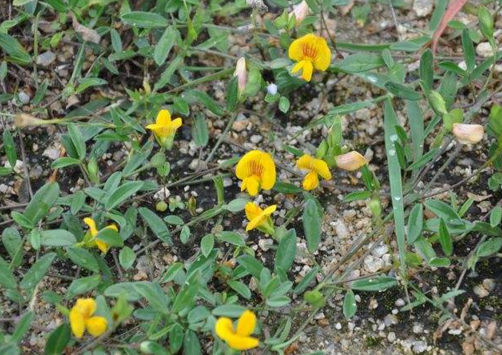 丁葵草其实还是比较有特点的,不过需要仔细观察,第一点就是它的叶子很