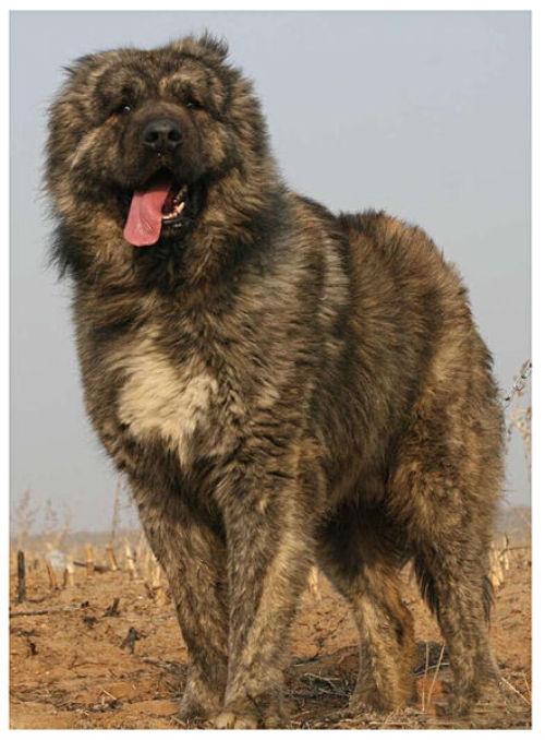 高加索犬:被禁凶残猛犬!