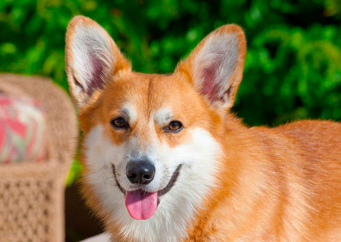 四种可爱的狗狗,每一种都是超级小可爱,好想每种都养一只!