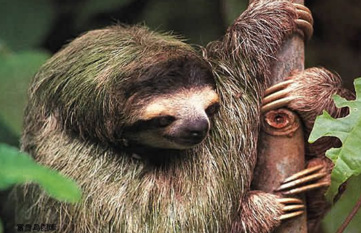 这些奇臭无比的动物:臭鼬第一,狐猴为了交配,图四可入药