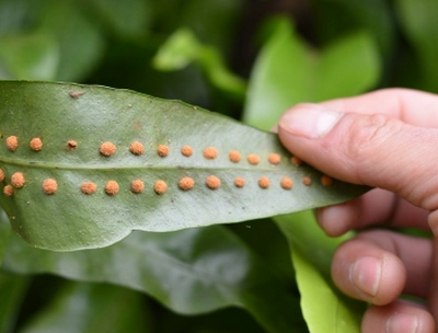 山里岩石上的普通野草,农民称它为千只眼,它的生存能力极强!