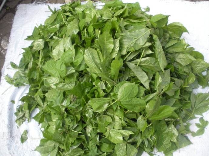 它是云南洱人常食的野菜之一,久服"轻身耐老",可煮汤可凉拌!
