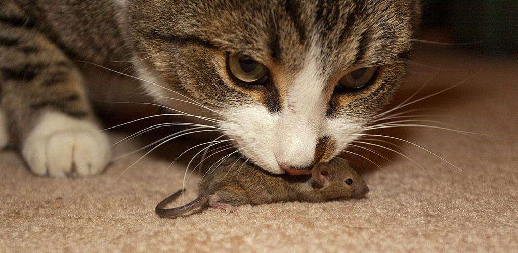 玉米桶里闹老鼠,猫进去了一会儿,咬着老鼠望着主人:我厉害不?