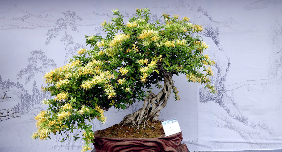 简洁|金银花盆景栽种养殖,简单明了,不矫情更好养!