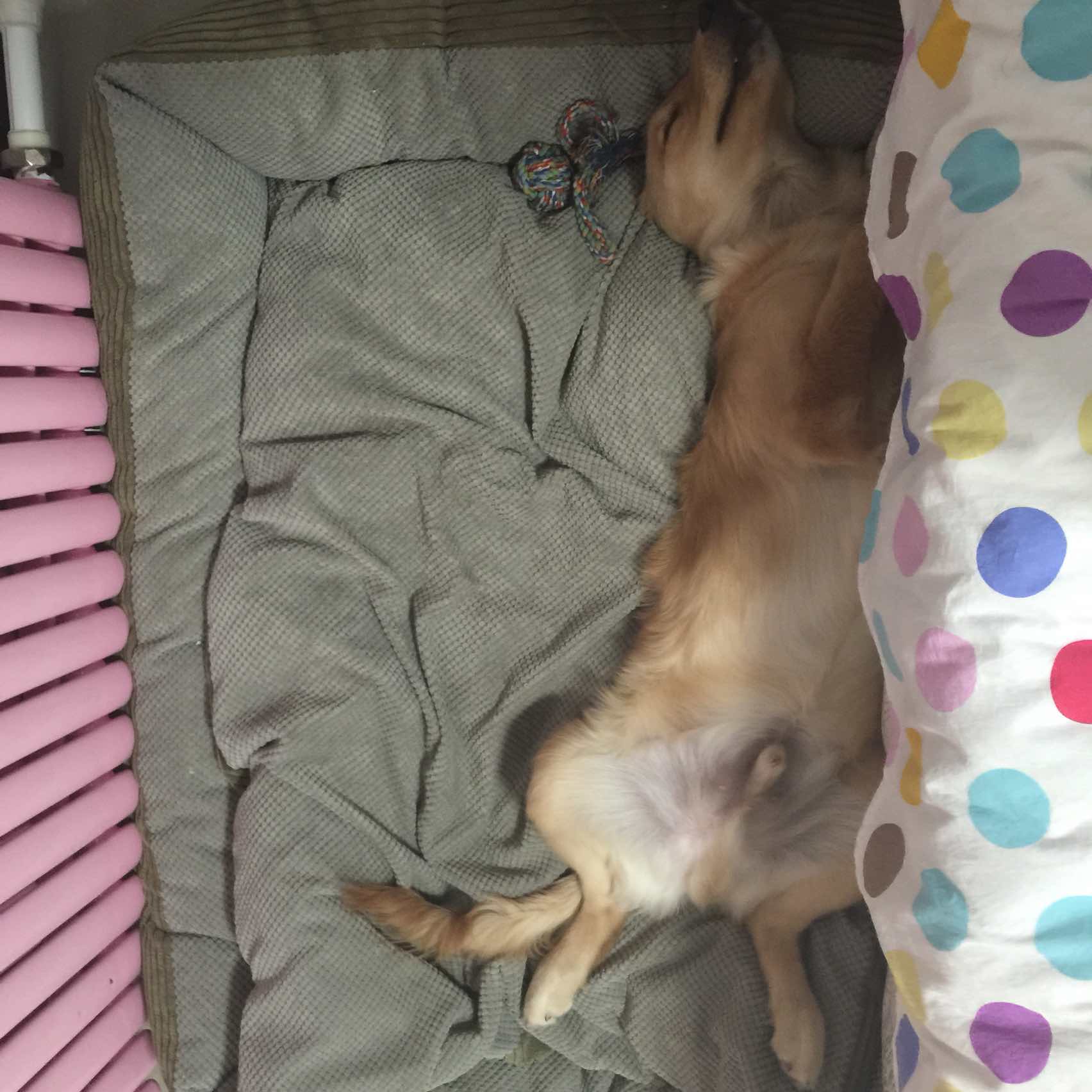 女孩养的金毛睡姿十分奇葩,网友:别睡了,都漏点了