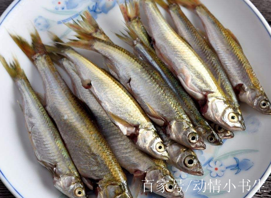 6,葫蘆子魚的學名叫鰟鮍,屬於鯉科,個體雖然很小,其味道卻很好,食用