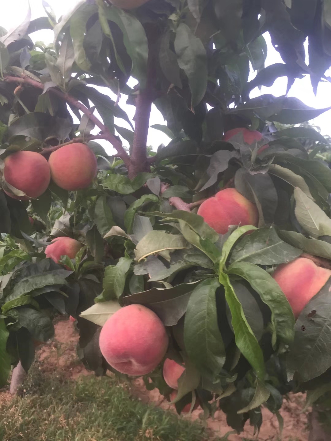 我的家乡陕西省,西安市,户县,6月正是桃子成熟的季节