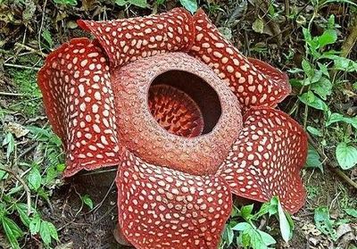 这是全球最大最臭的花,一起来看看到底有多臭吧!