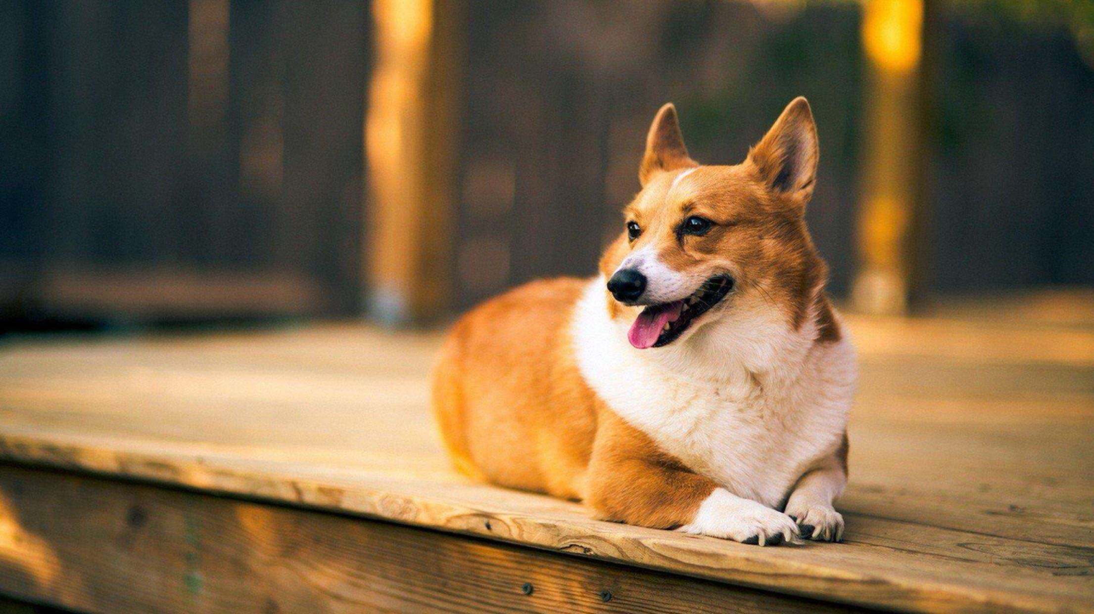 地球上8大最温顺可爱的狗狗,拉布拉多第五,金毛榜首