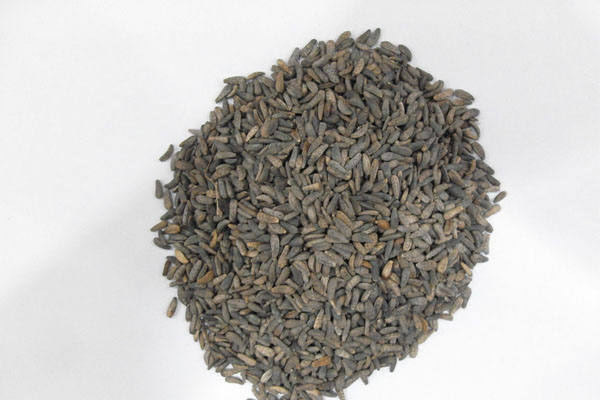 鼠粘子的功效以及食用方法