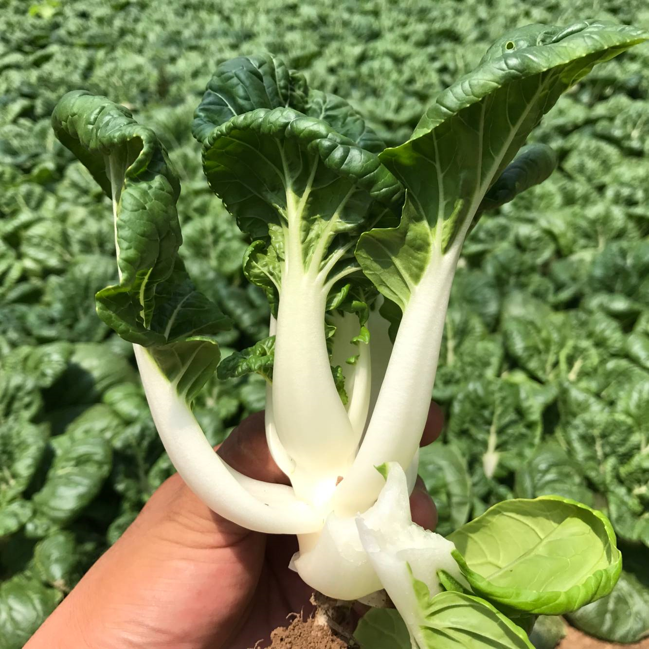 奶觳怀哉獾啦,那就太亏了,女人吃了皮肤好,头发亮还能减肥!