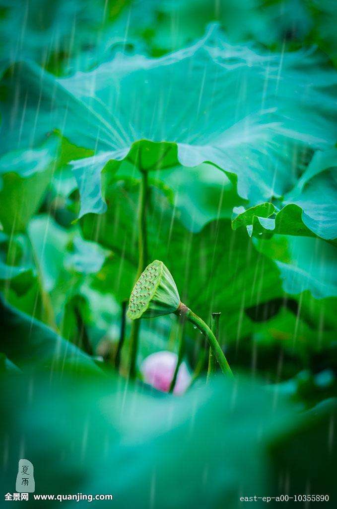 《雨后》作者 致远