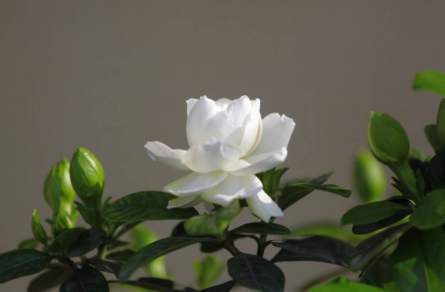 栀子花开歌曲原唱(栀子花开歌曲原唱播放)